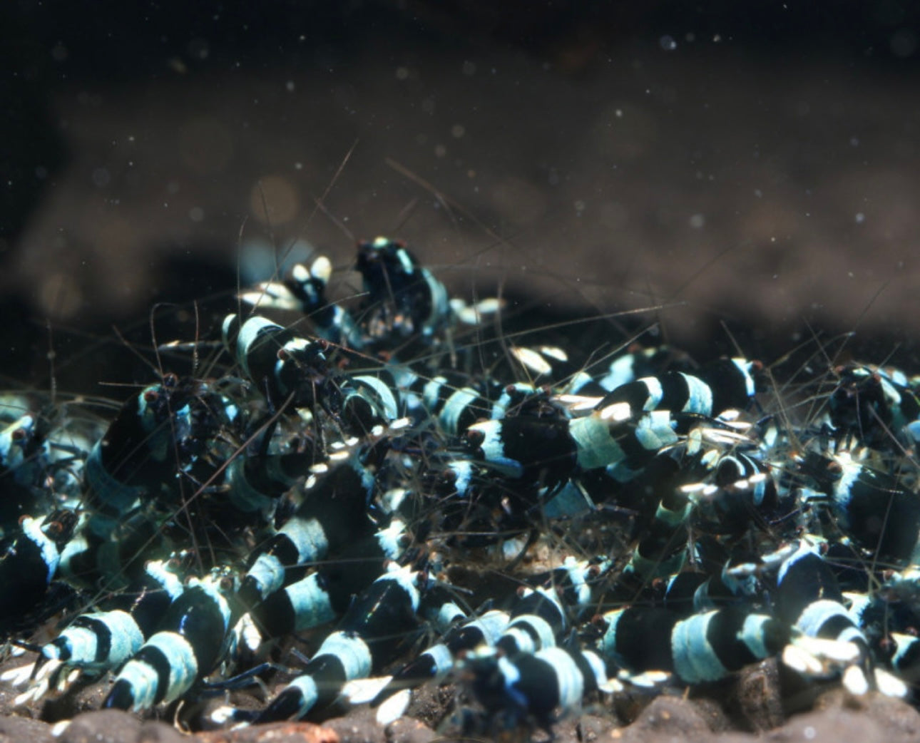 10 Caridina Sp. Blue Shadow Panda