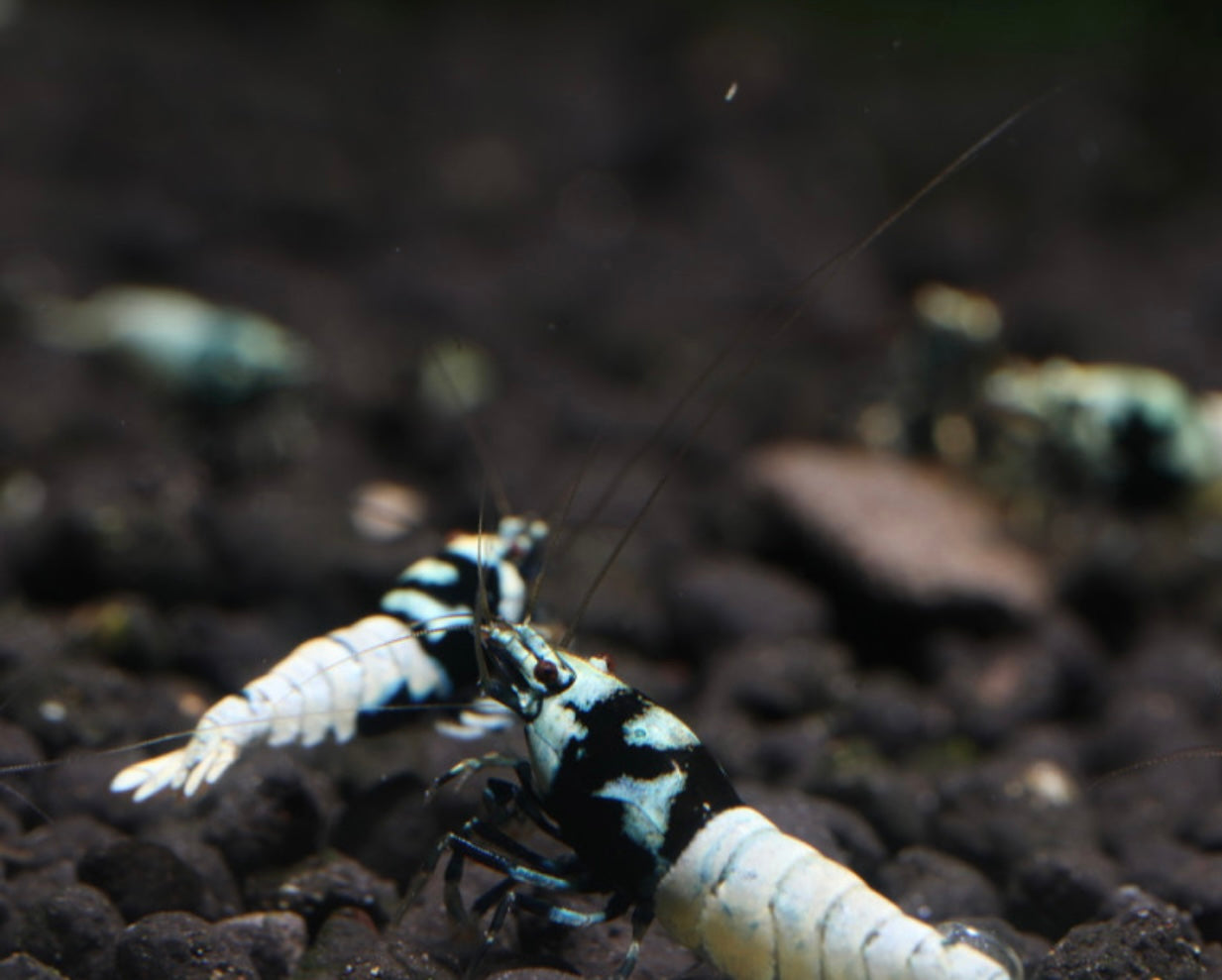 10 Caridina Sp. Pinto Black
