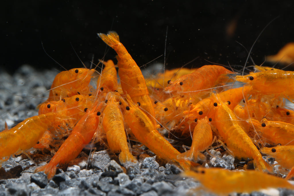 10 Sunkist Orange Neocaridina