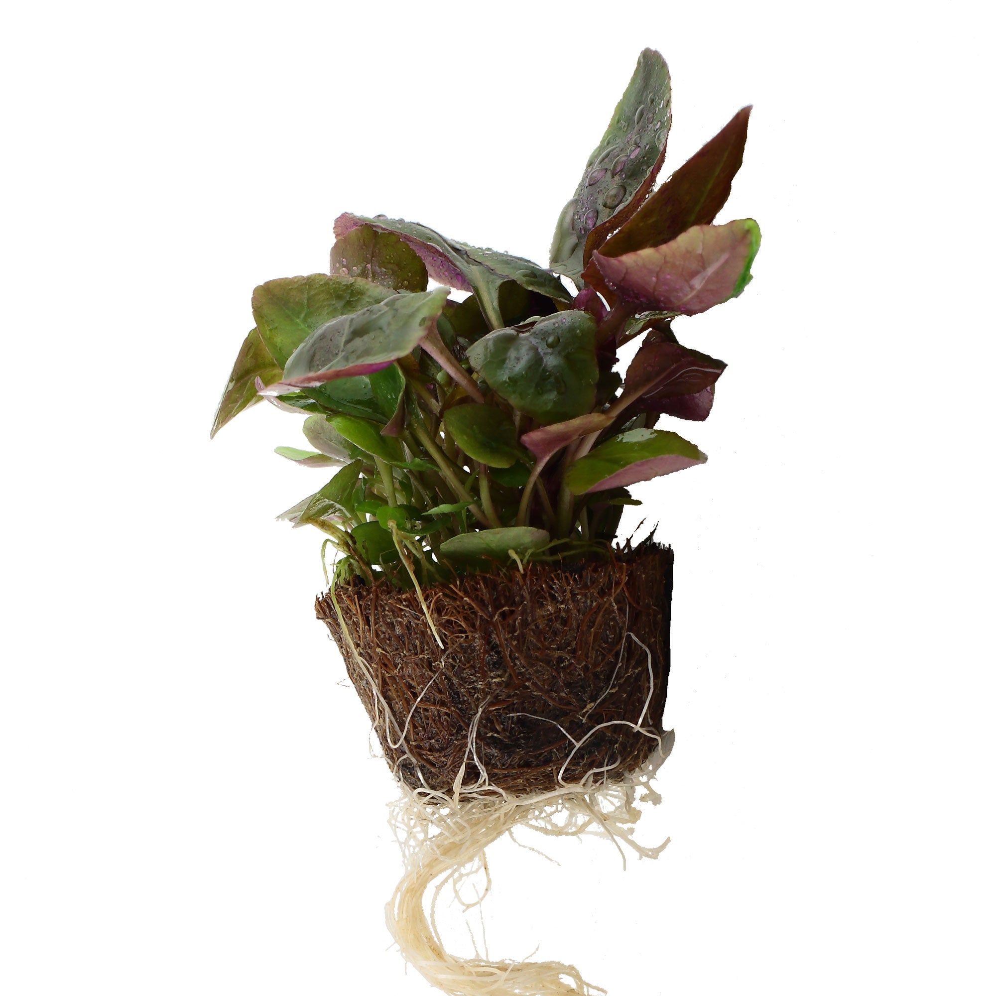 Lobelia cardinalis (Mini)