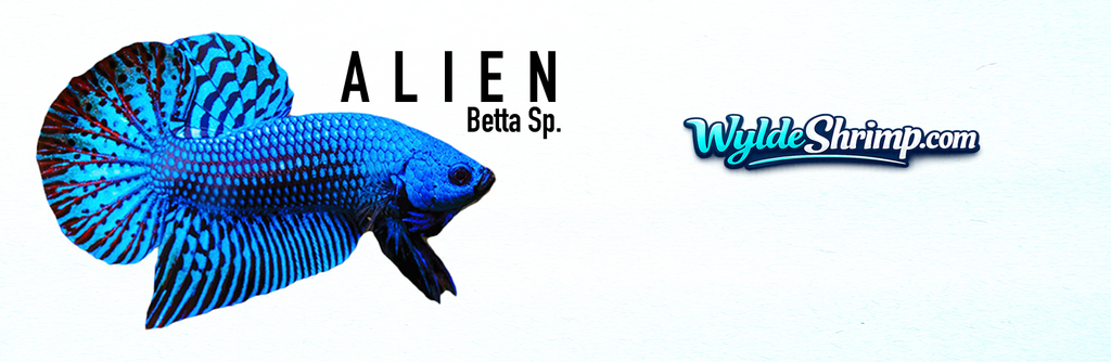 Mug Betta
