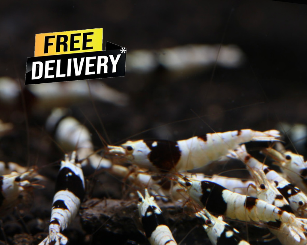 10 Caridina Sp. Pure Black Line SS+SSS Grade Mix