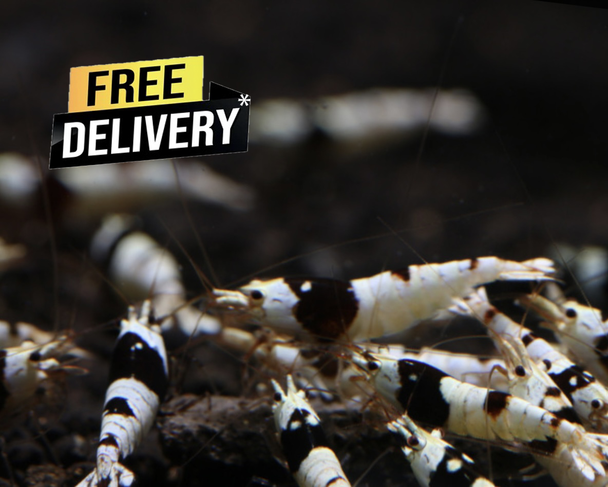 10 Caridina Sp. Pure Black Line SS+SSS Grade Mix