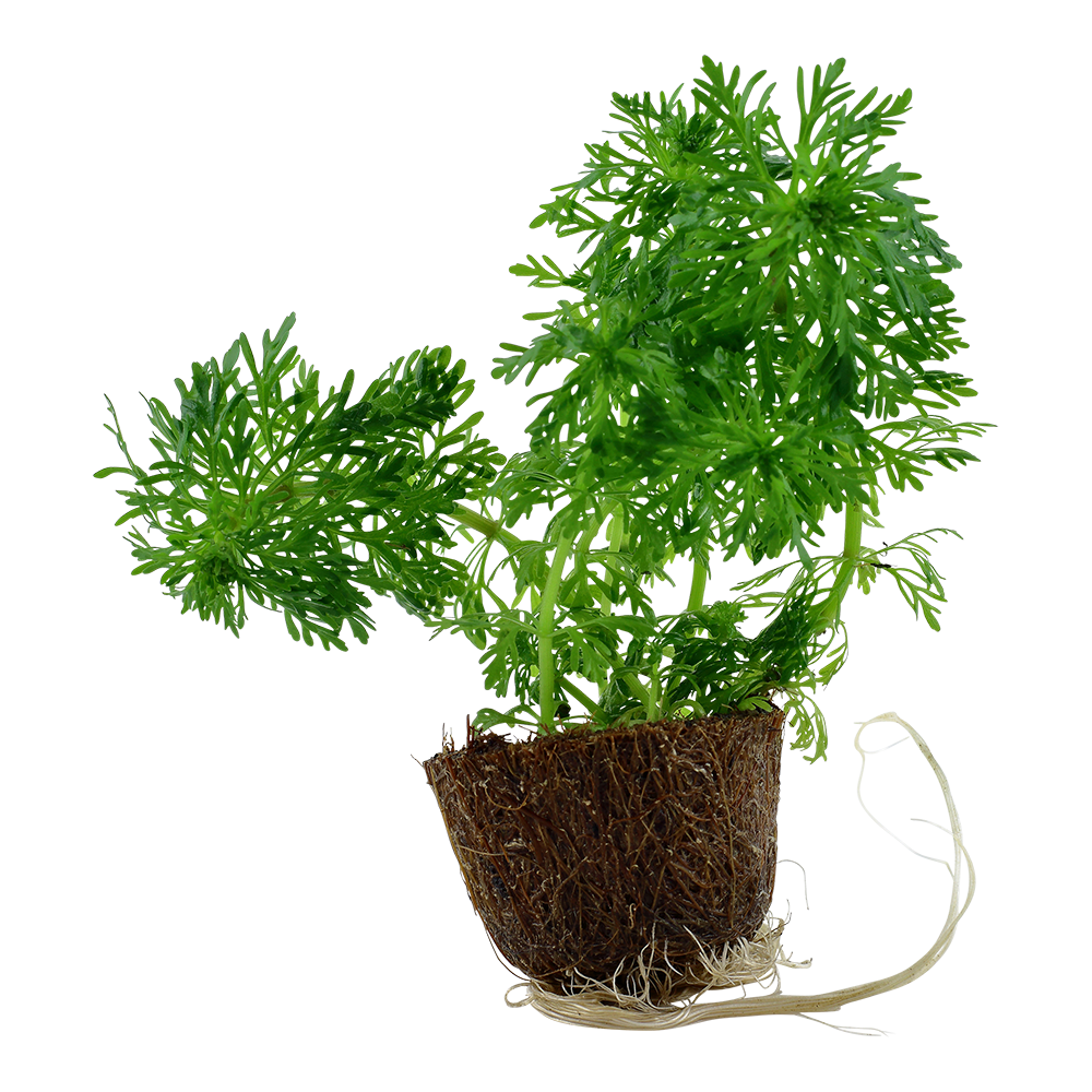 Limnophila sessiliflora (Mini)