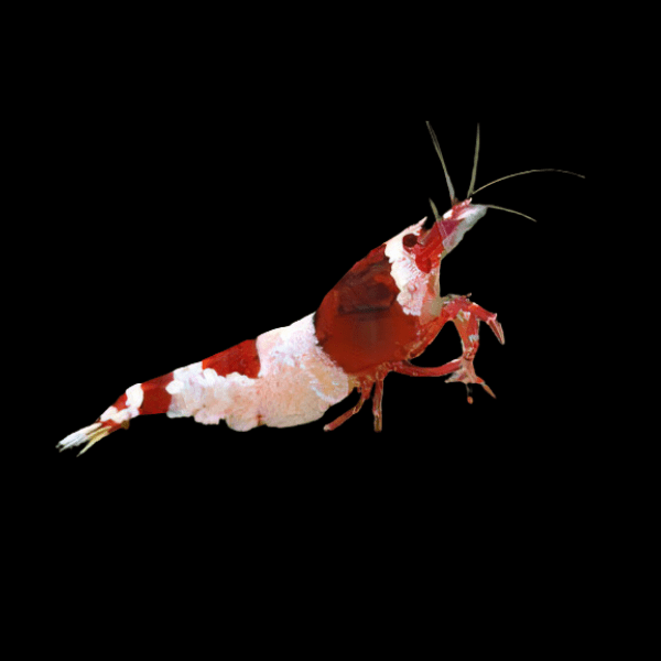 5 Caridina Sp. Red Wine Panda