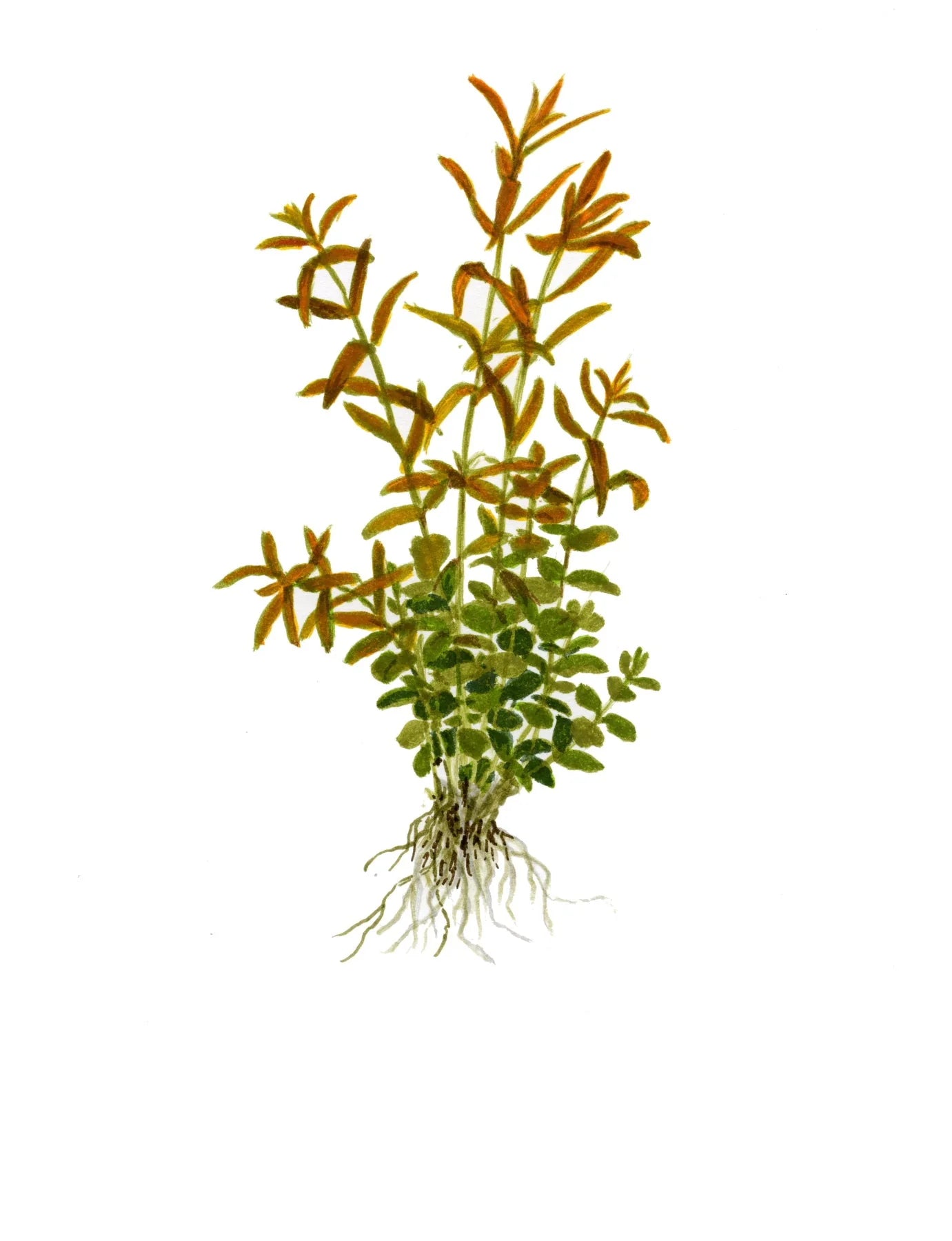 Rotala Rotundifolia Mini Blister