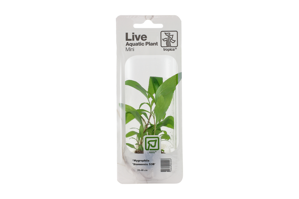 Hygrophila Siamensis 53b (mini)
