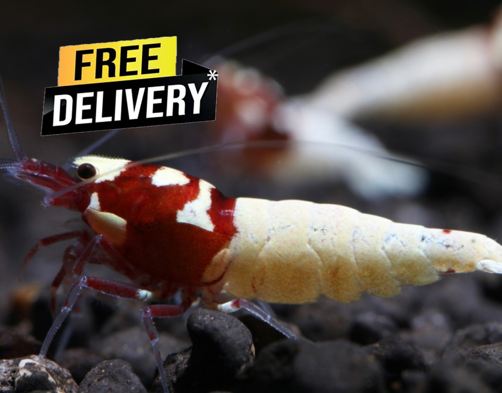 10 Caridina Sp. Pinto RED
