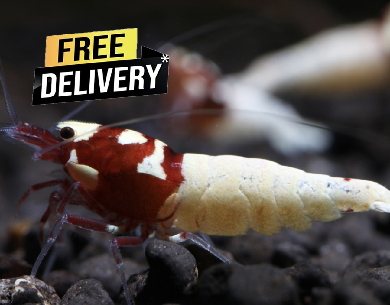 10 Caridina Sp. Pinto RED