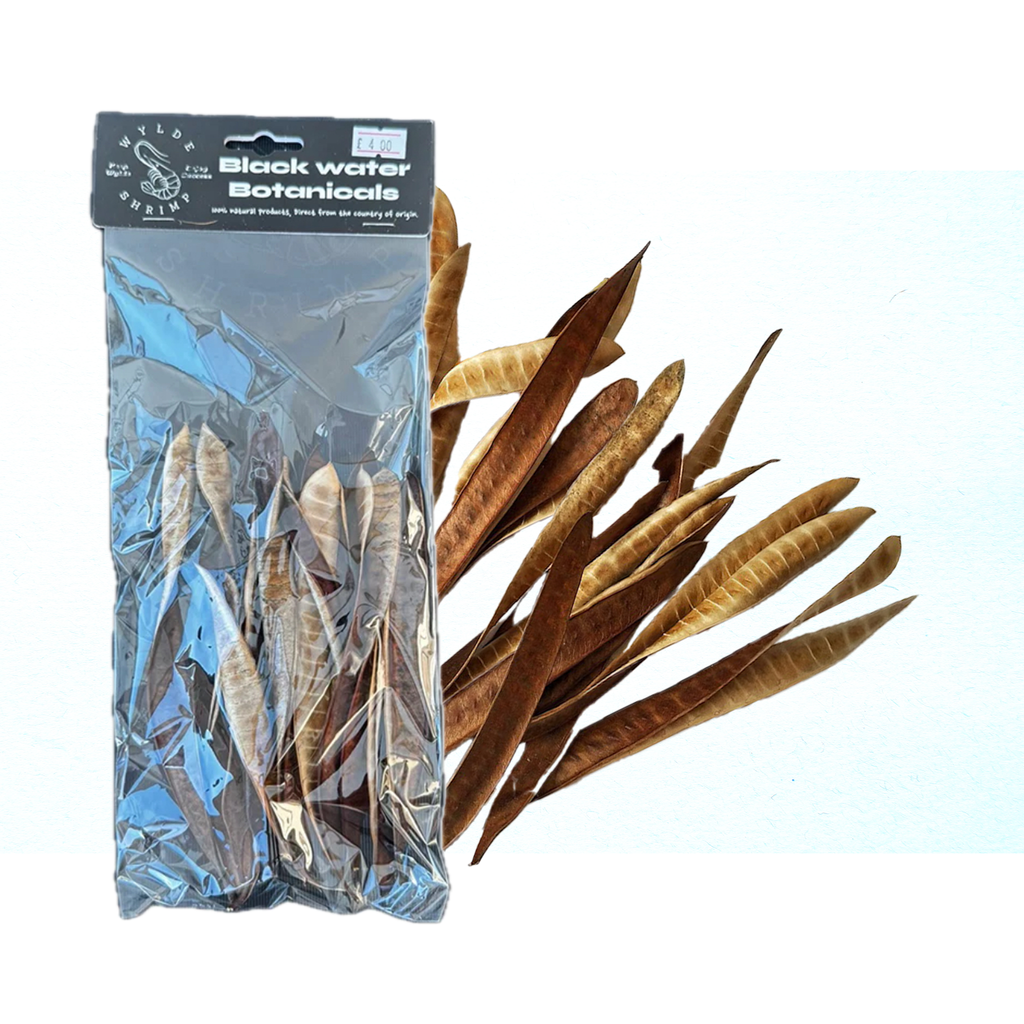 Acacia Seed Pods