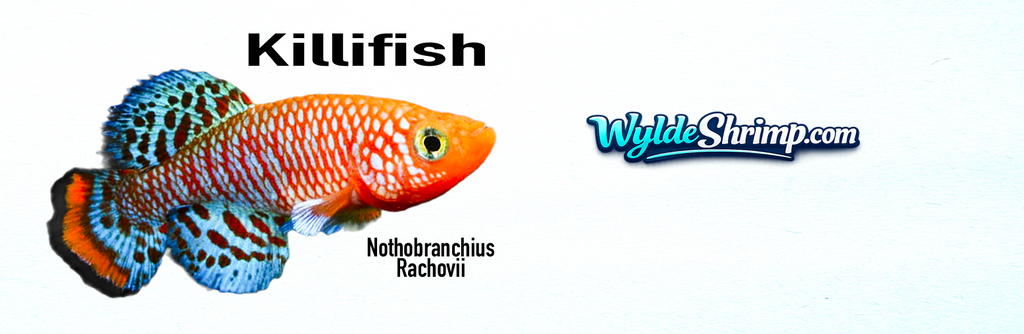 Mug Killifish