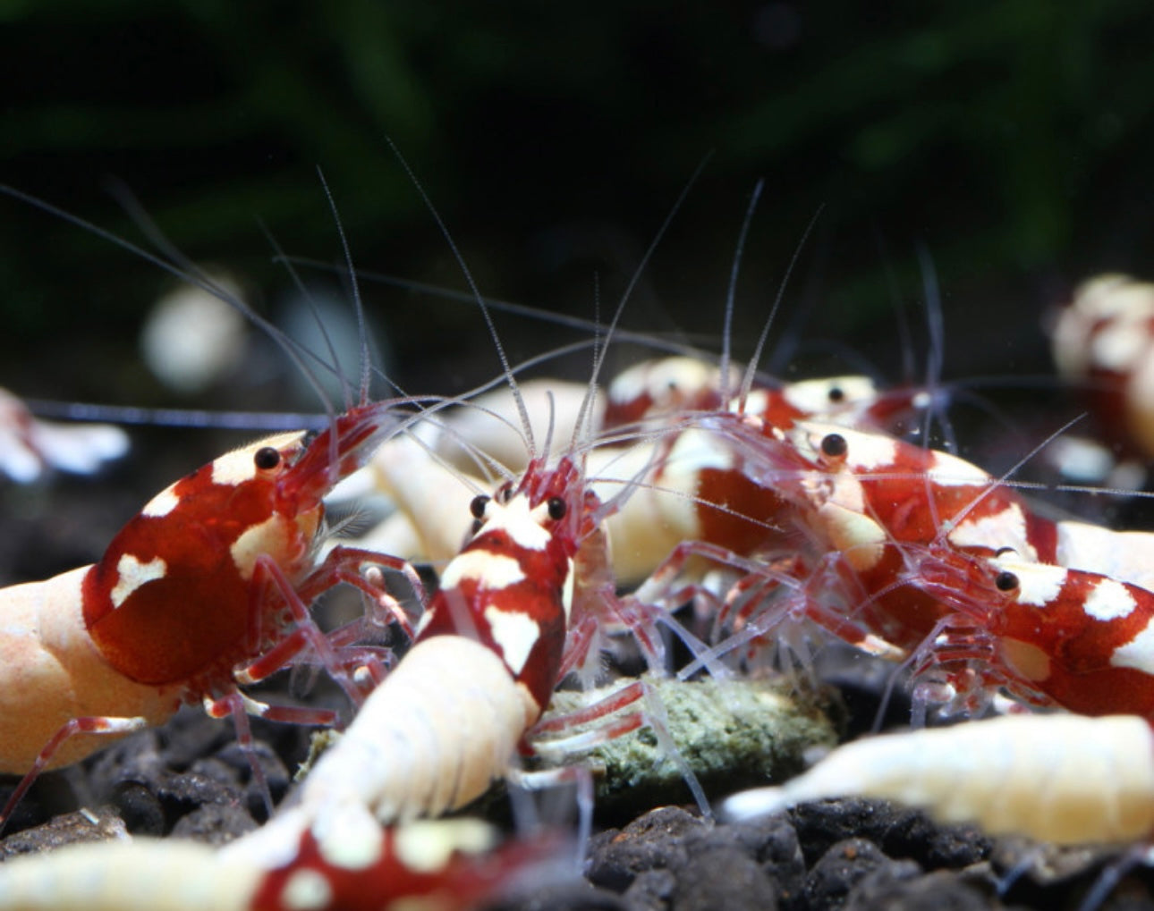 10 Caridina Sp. Pinto RED