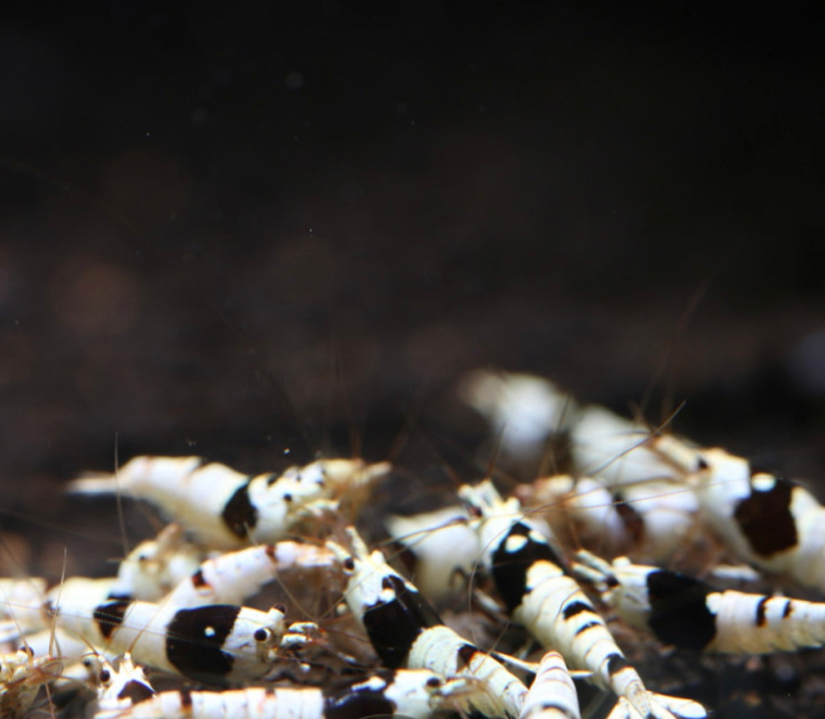 10 Caridina Sp. Pure Black Line SS+SSS Grade Mix