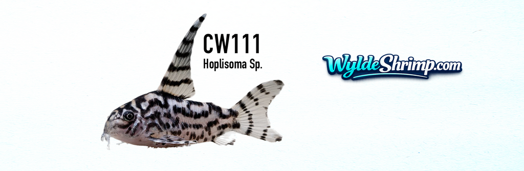 Mug CW111