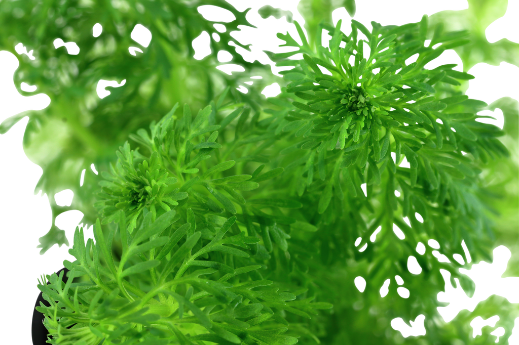 Limnophila sessiliflora (Mini)