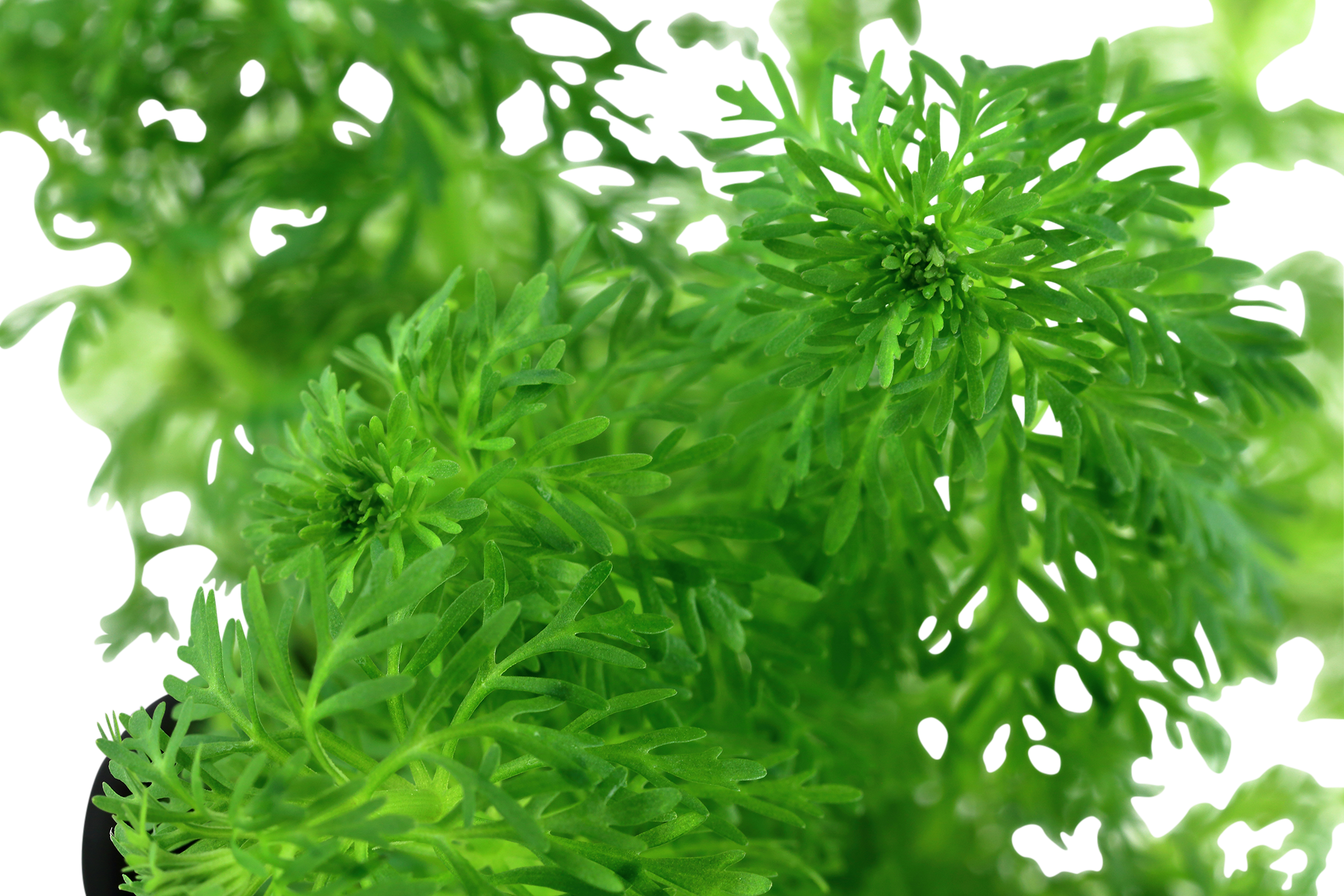 Limnophila sessiliflora (Mini)