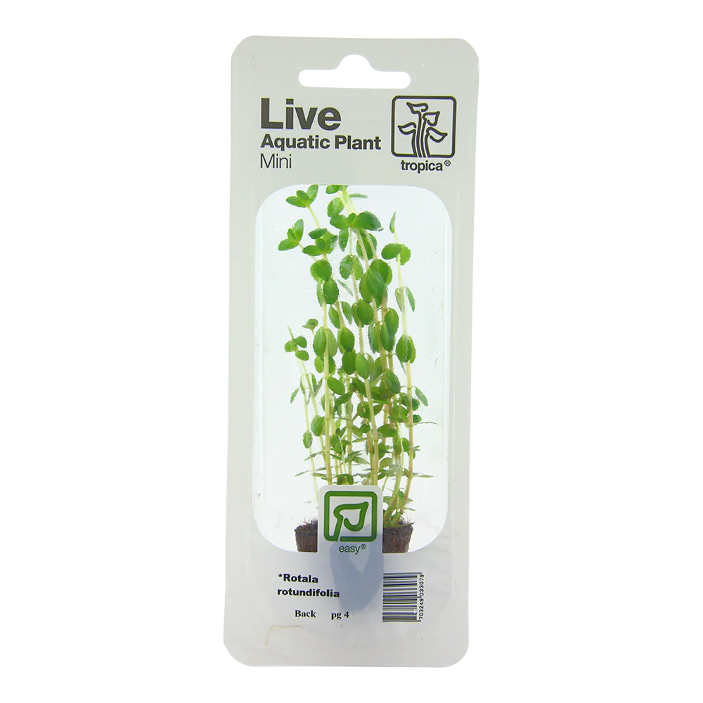 Rotala Rotundifolia Mini Blister