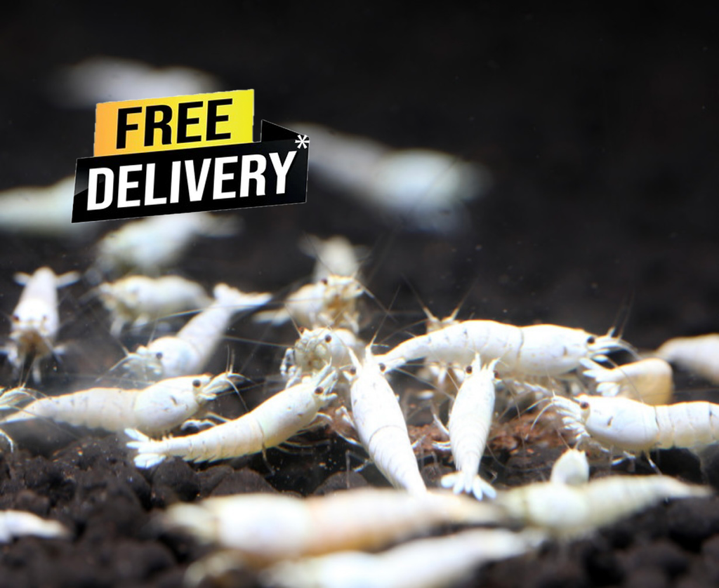 10 Caridina Sp. Pure White Line
