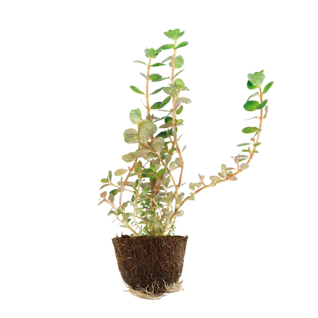 Rotala Rotundifolia Mini Blister