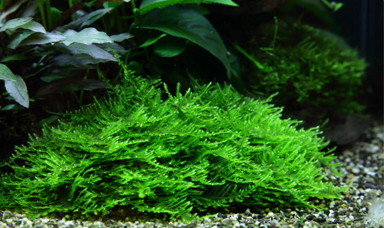 Taxiphyllum “Spikey Moss” 1-2-Grow