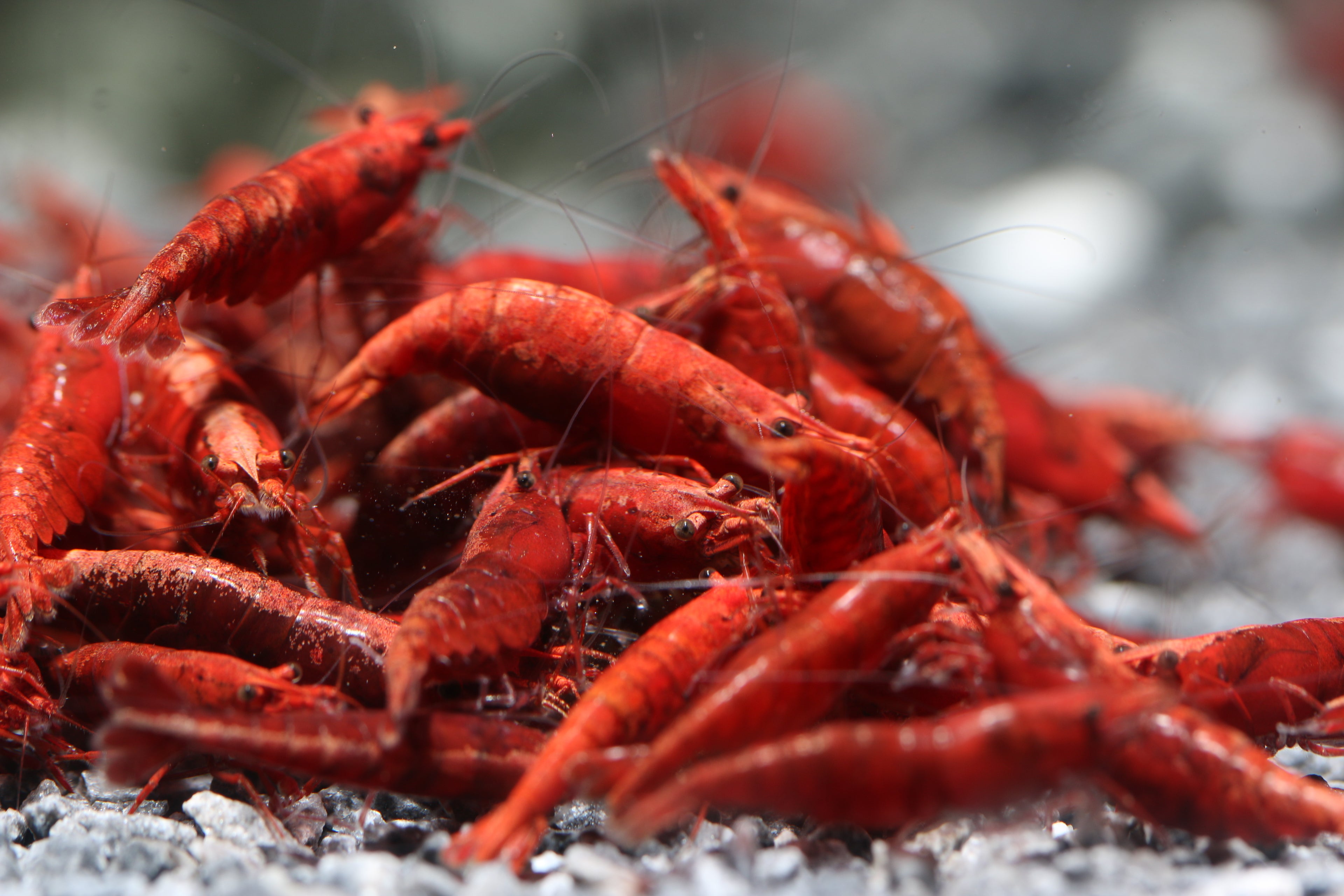 10 High Grade Bloody Mary