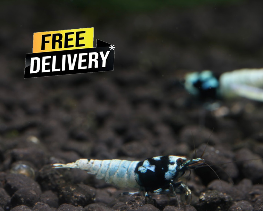 10 Caridina Sp. Pinto Black