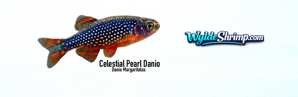 Mug Celestial Pearl Danio
