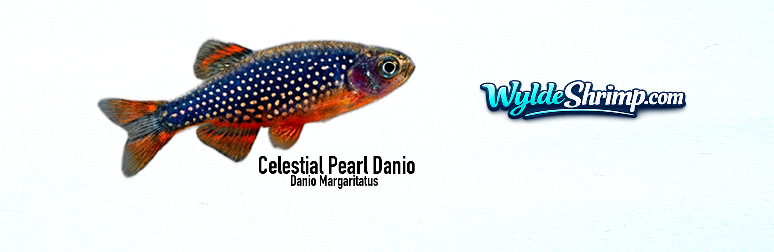 Mug Celestial Pearl Danio