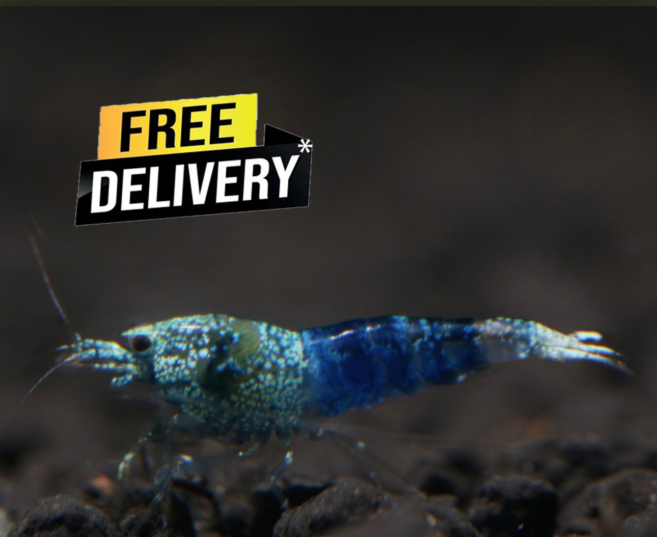 10 Caridina Sp.Ocean Blue