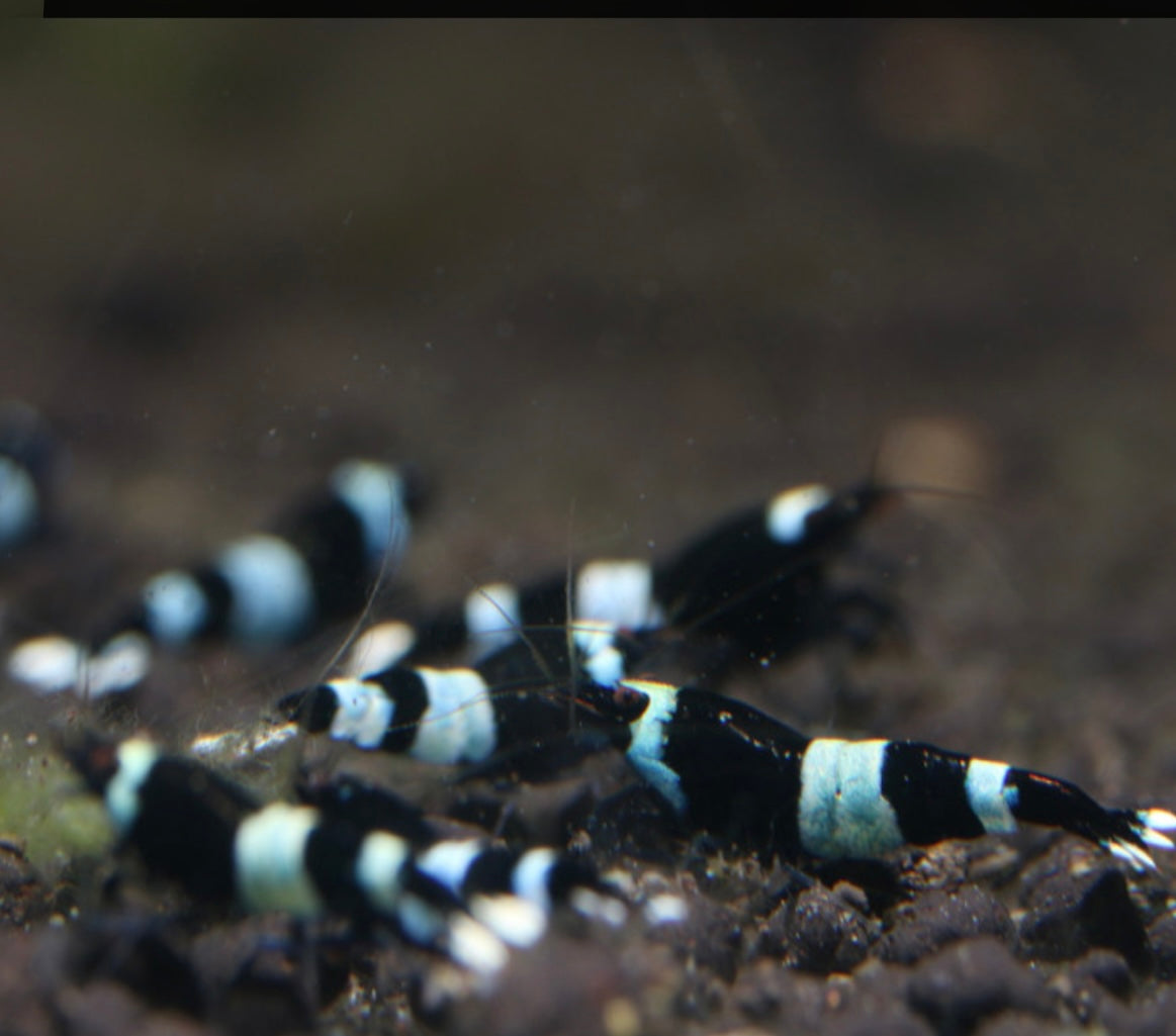 10 Caridina Sp. Blue Shadow Panda