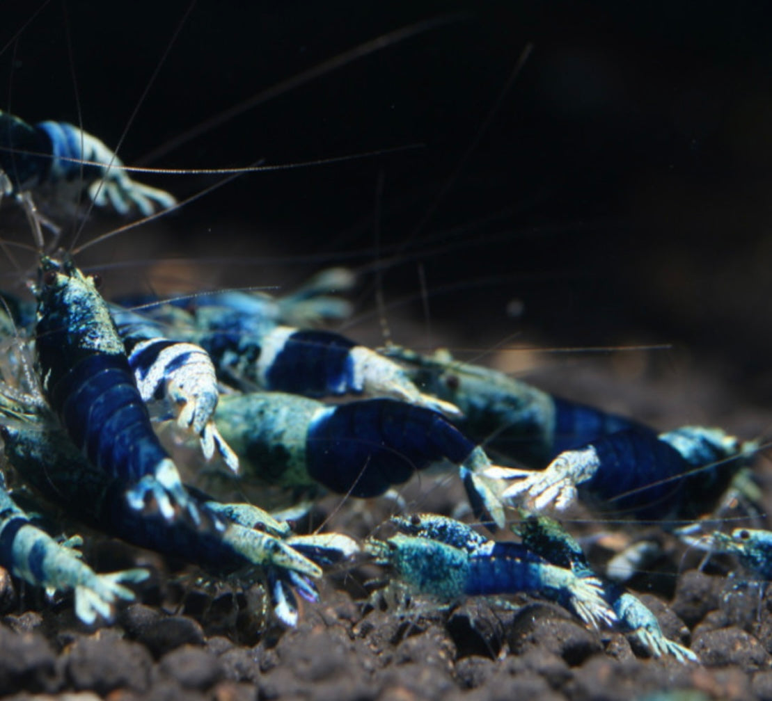 10 Caridina Sp.Ocean Blue