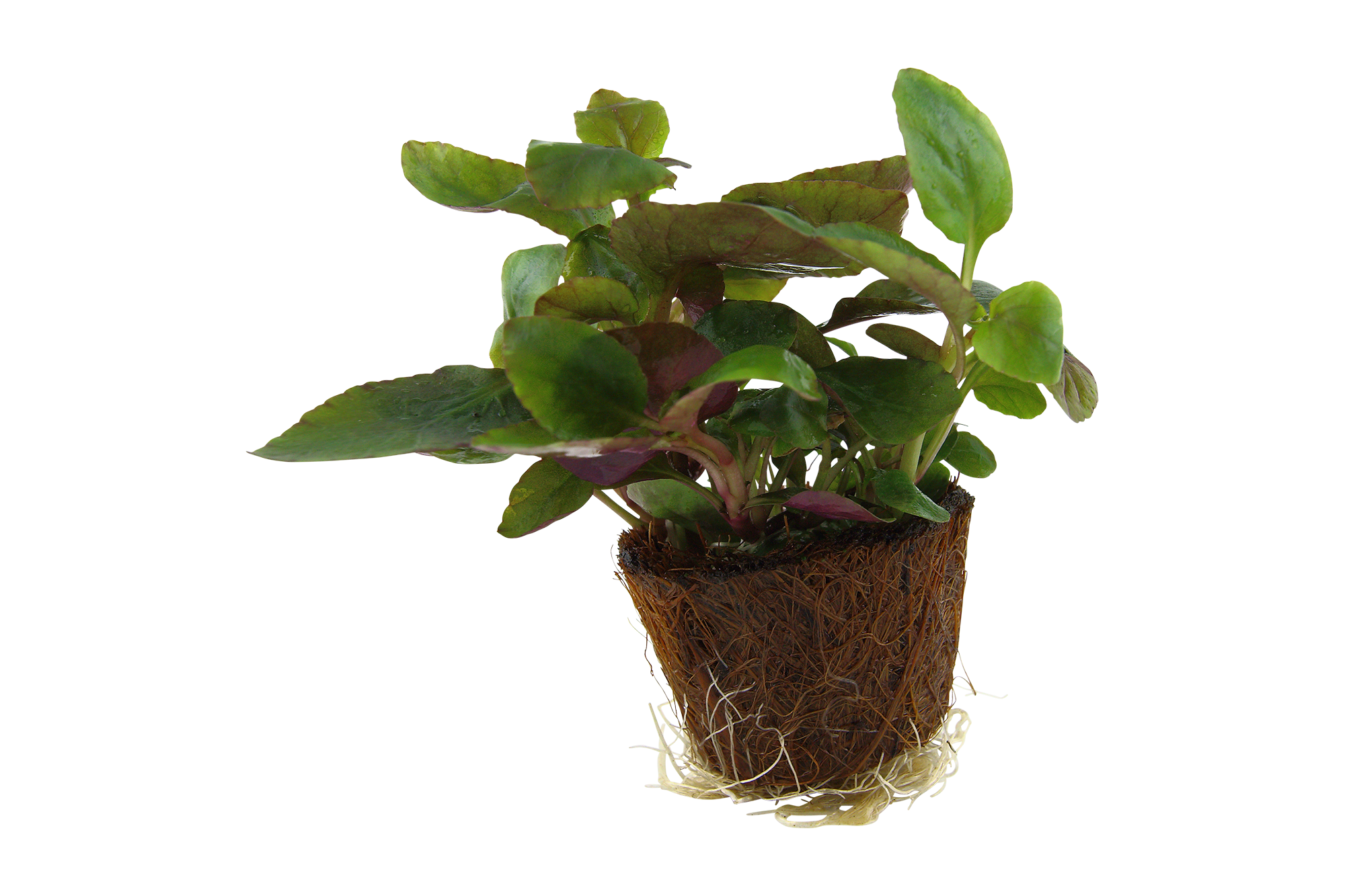 Lobelia cardinalis (Mini)