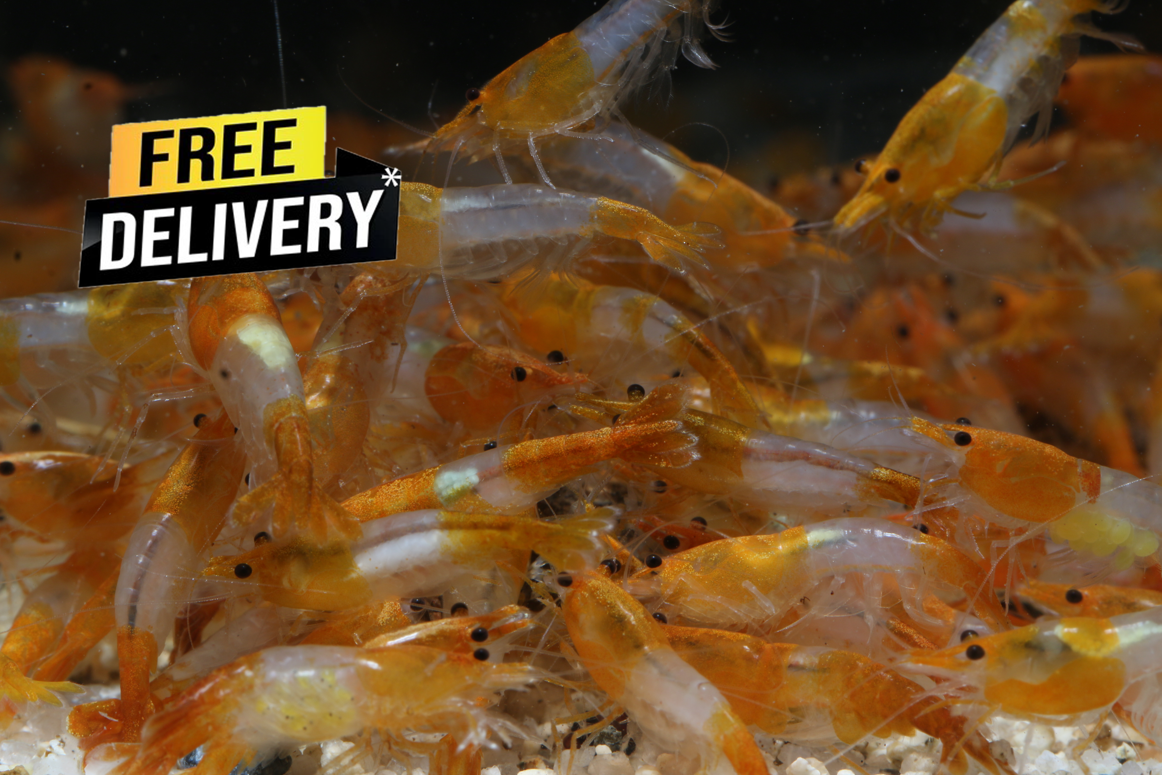 10 Orange Rili Neocaridina