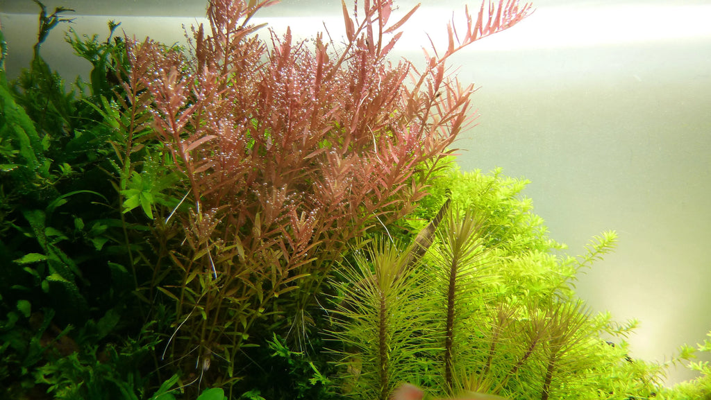 Rotala Rotundifolia Mini Blister