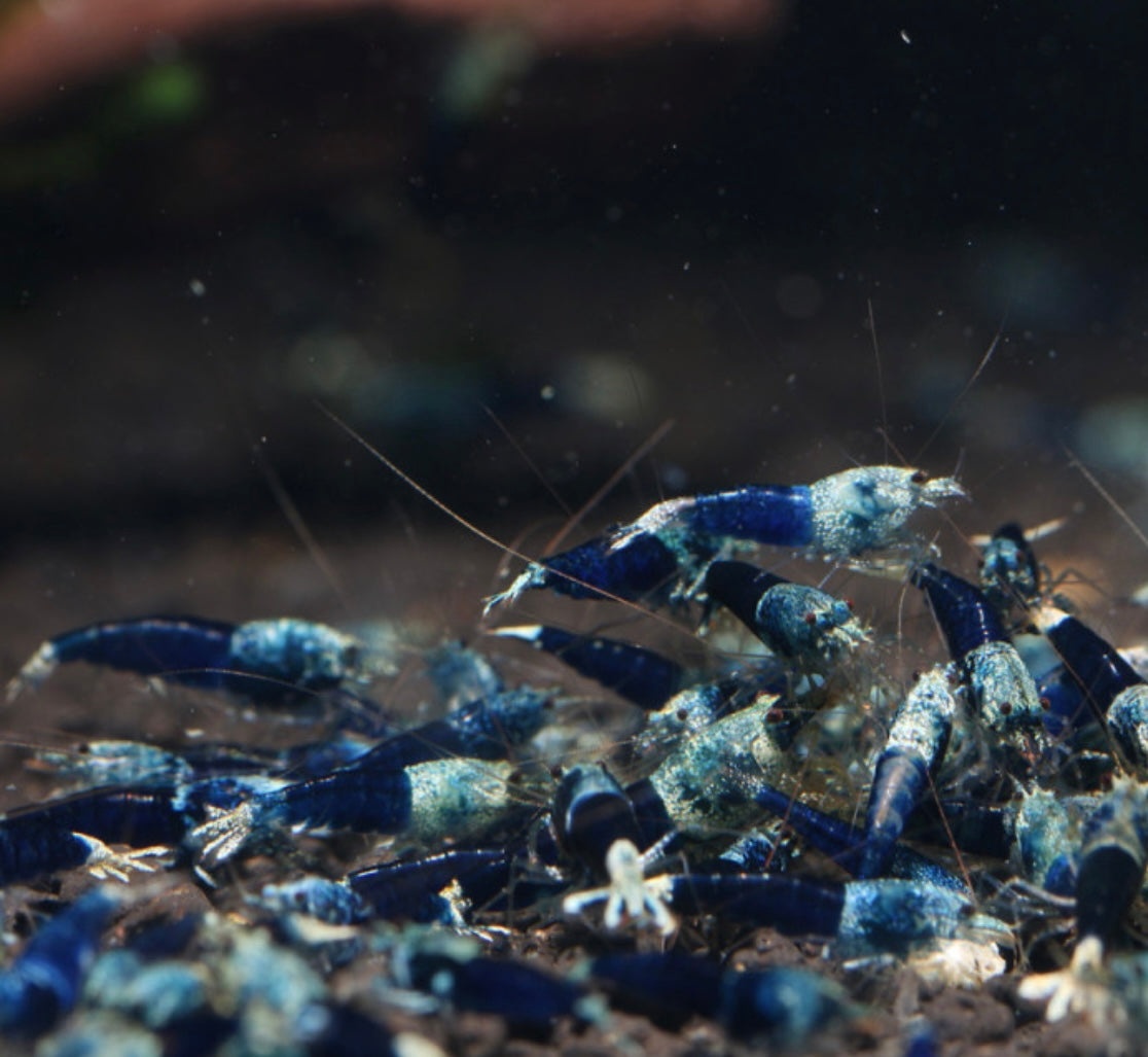 10 Caridina Sp.Ocean Blue