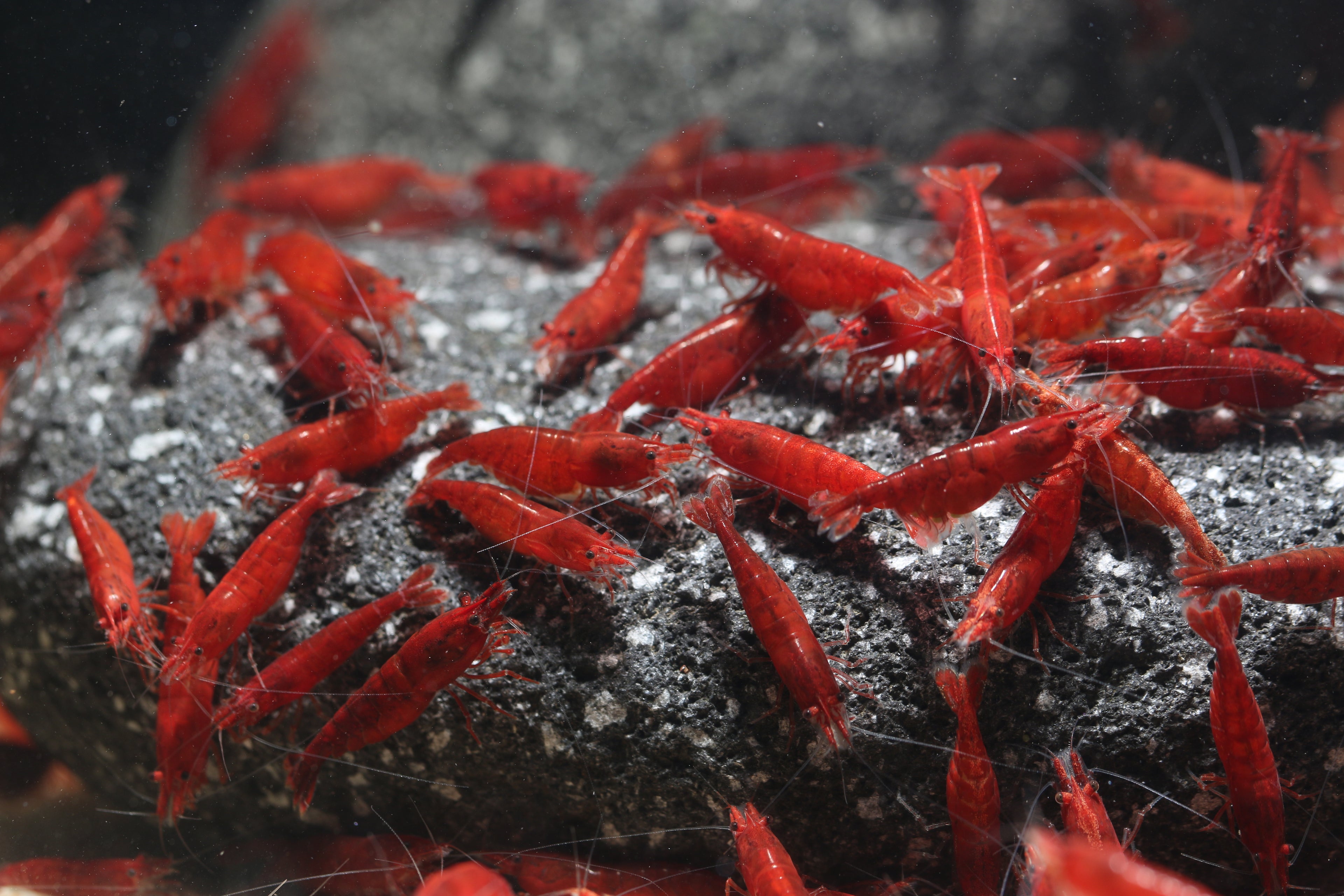 10 Bloody Mary Neocaridina