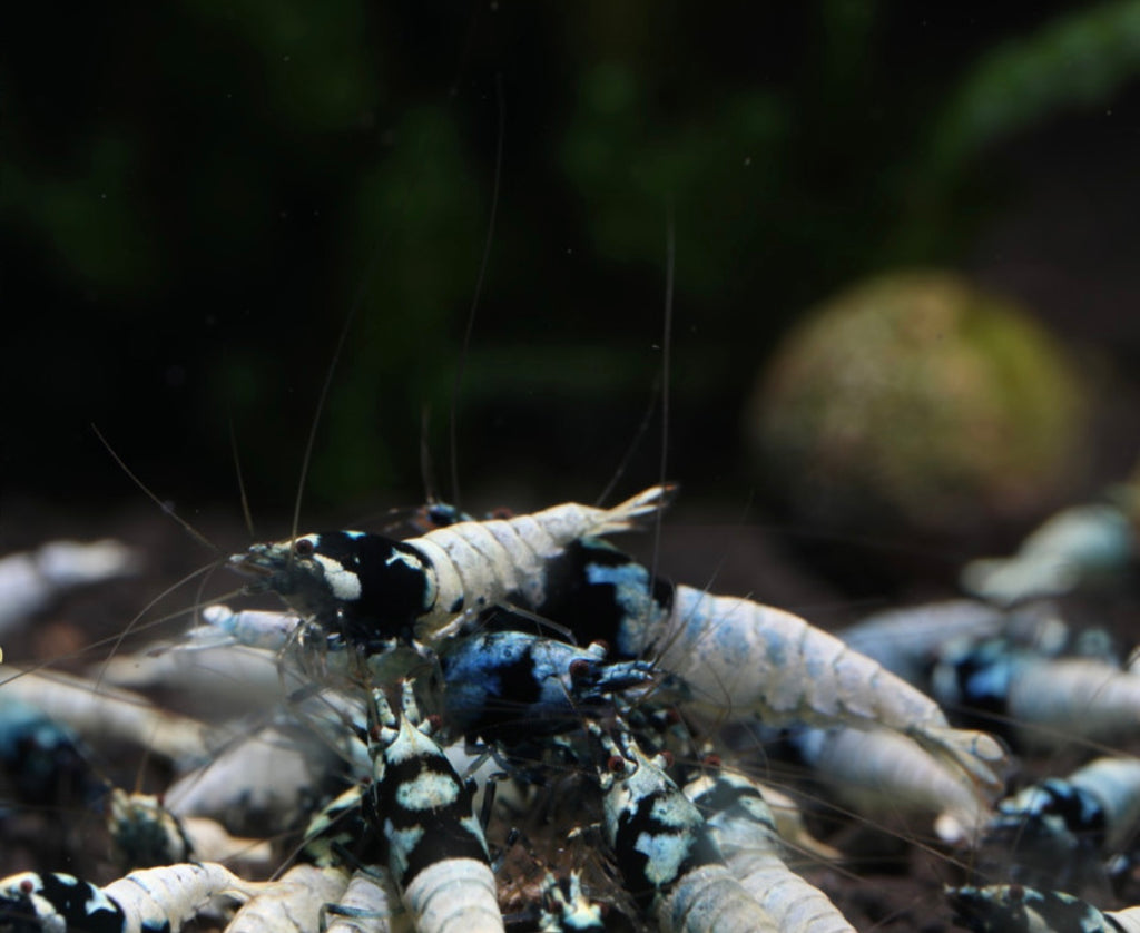 10 Caridina Sp. Pinto Black