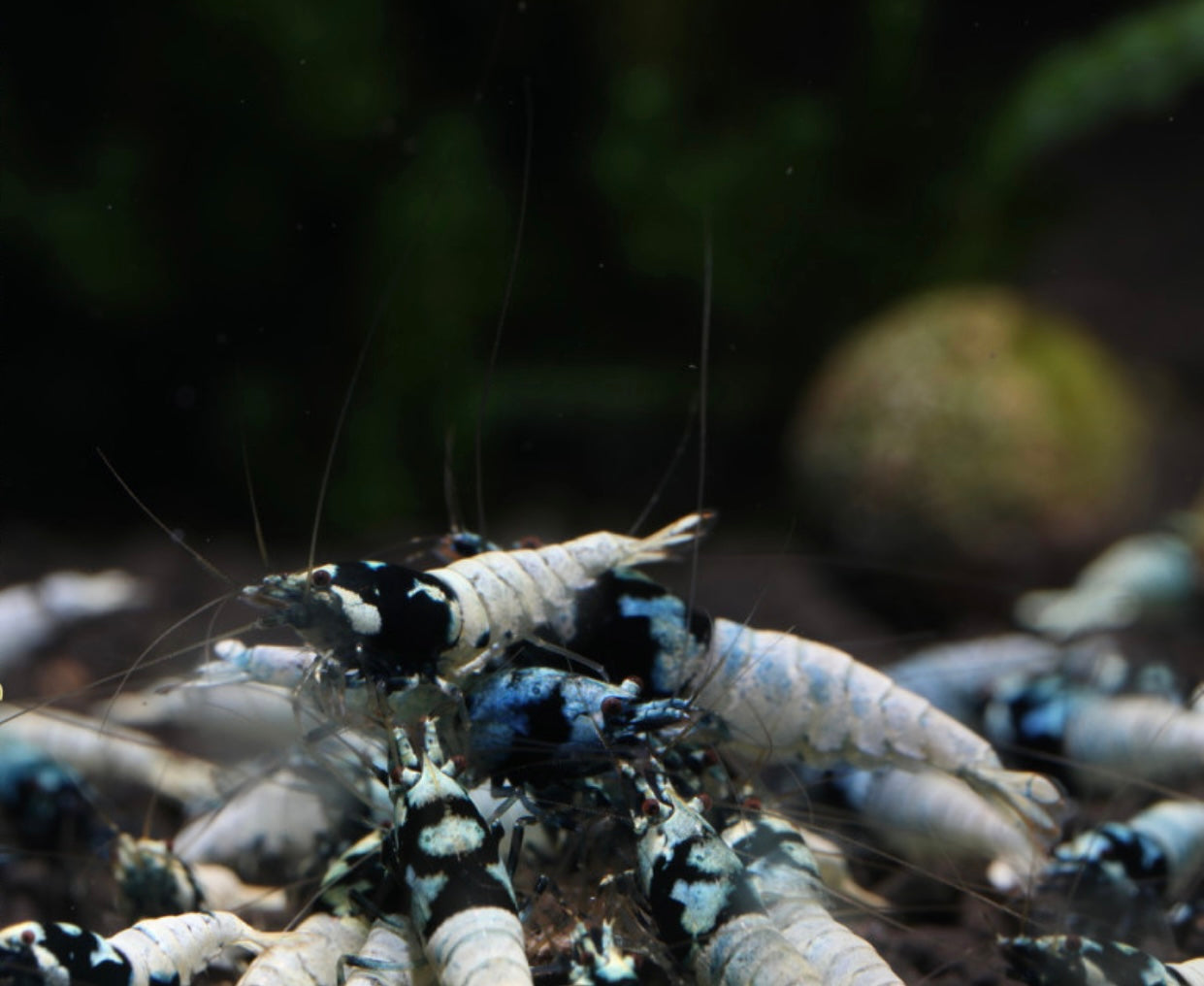 10 Caridina Sp. Pinto Black