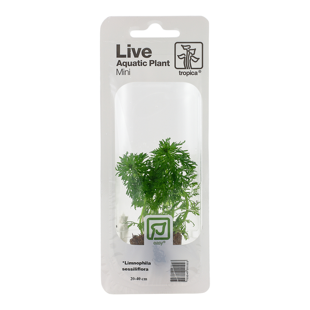 Limnophila sessiliflora (Mini)