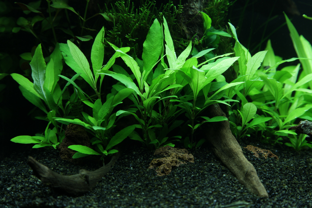 Hygrophila Siamensis 53b (mini)