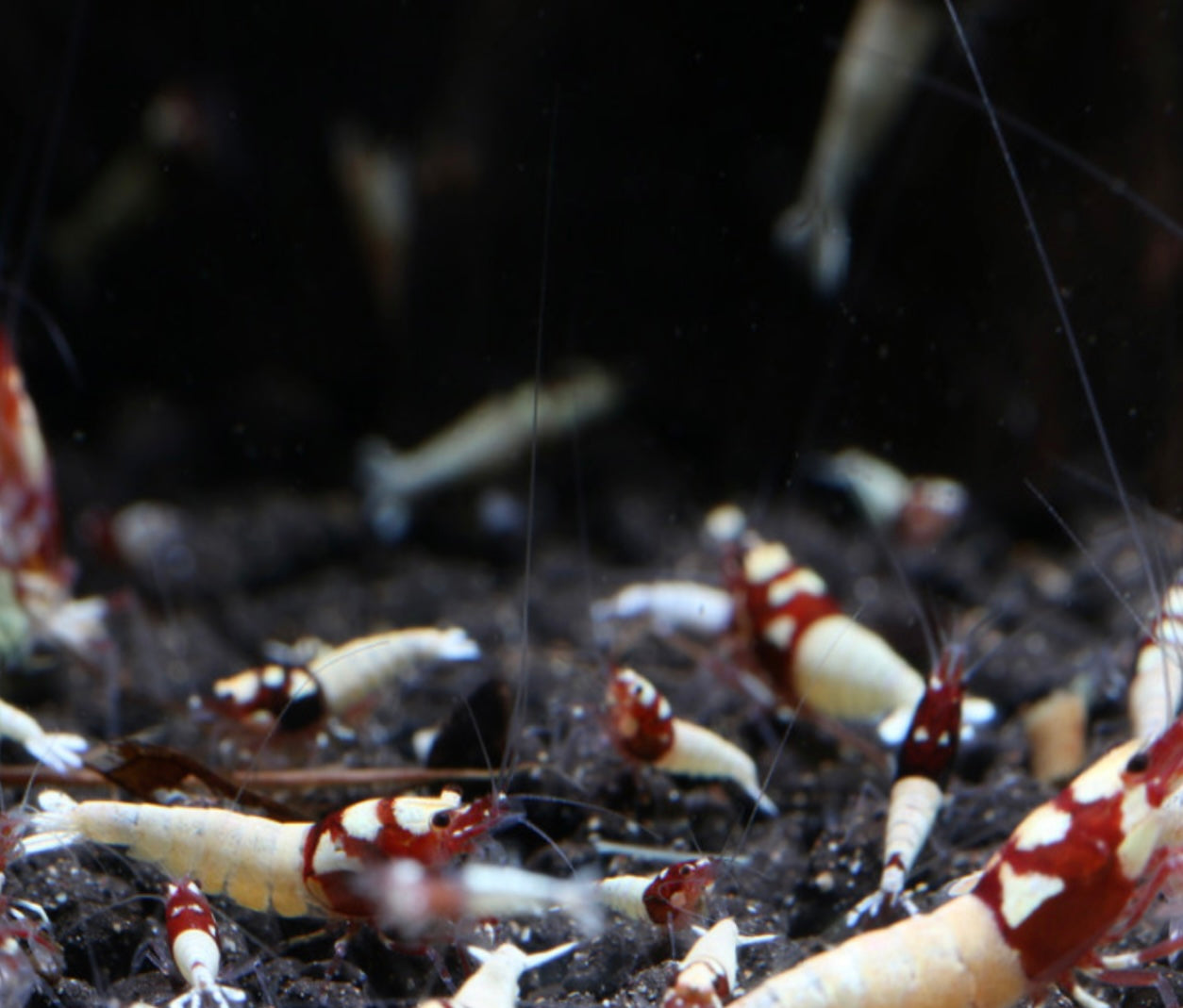 10 Caridina Sp. Pinto RED