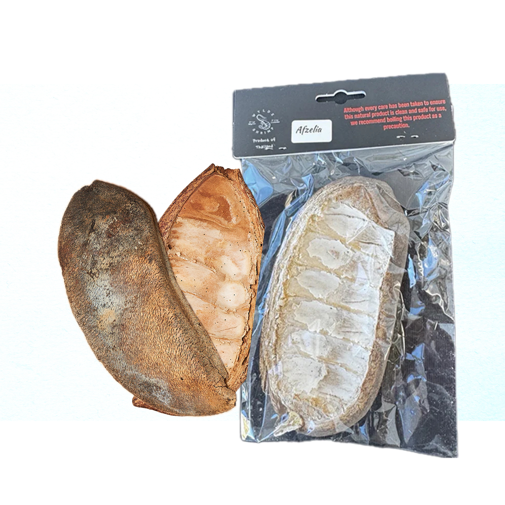 Afzelia pod