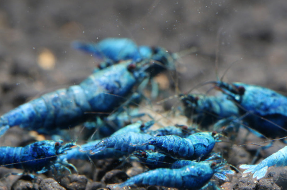 10 Caridina Sp. Extreme Blue Bolt