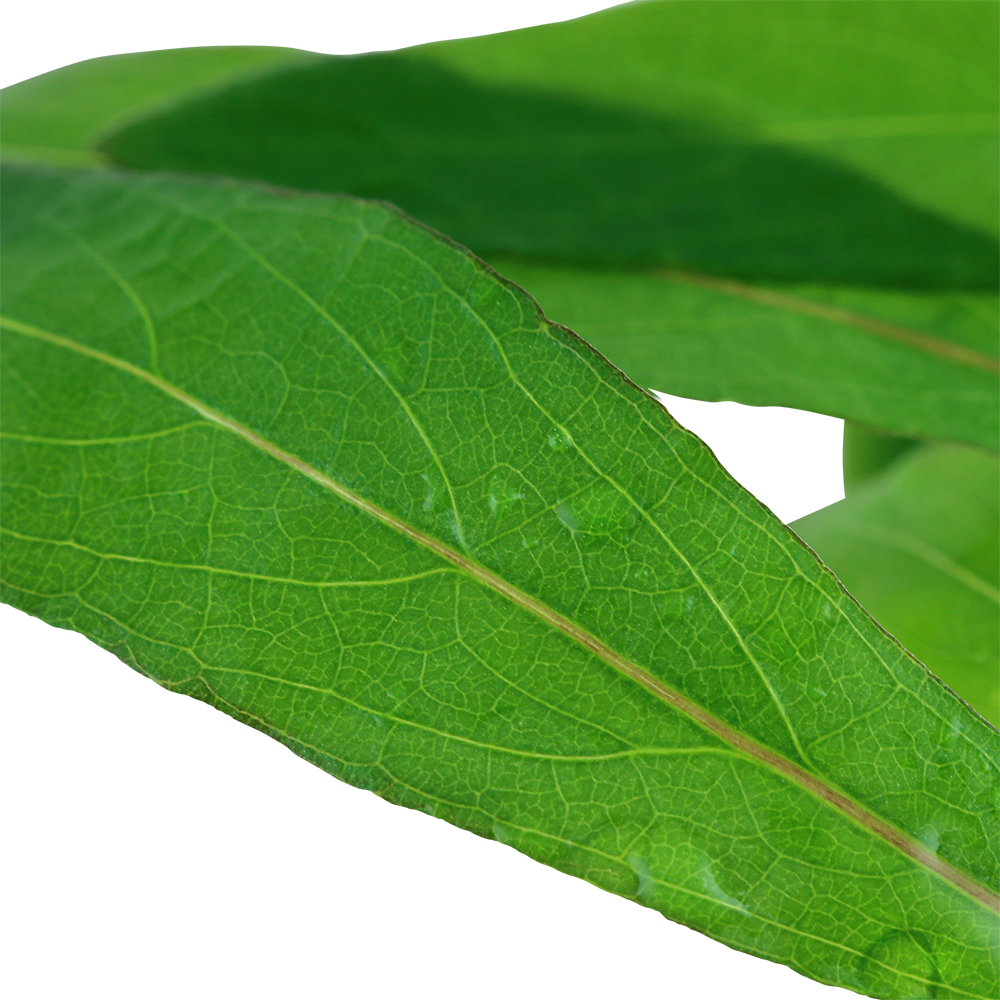 Hygrophila Siamensis 53b (mini)