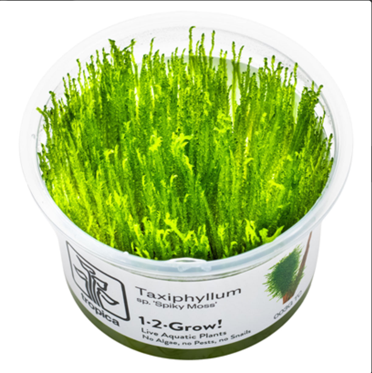 Taxiphyllum “Spikey Moss” 1-2-Grow
