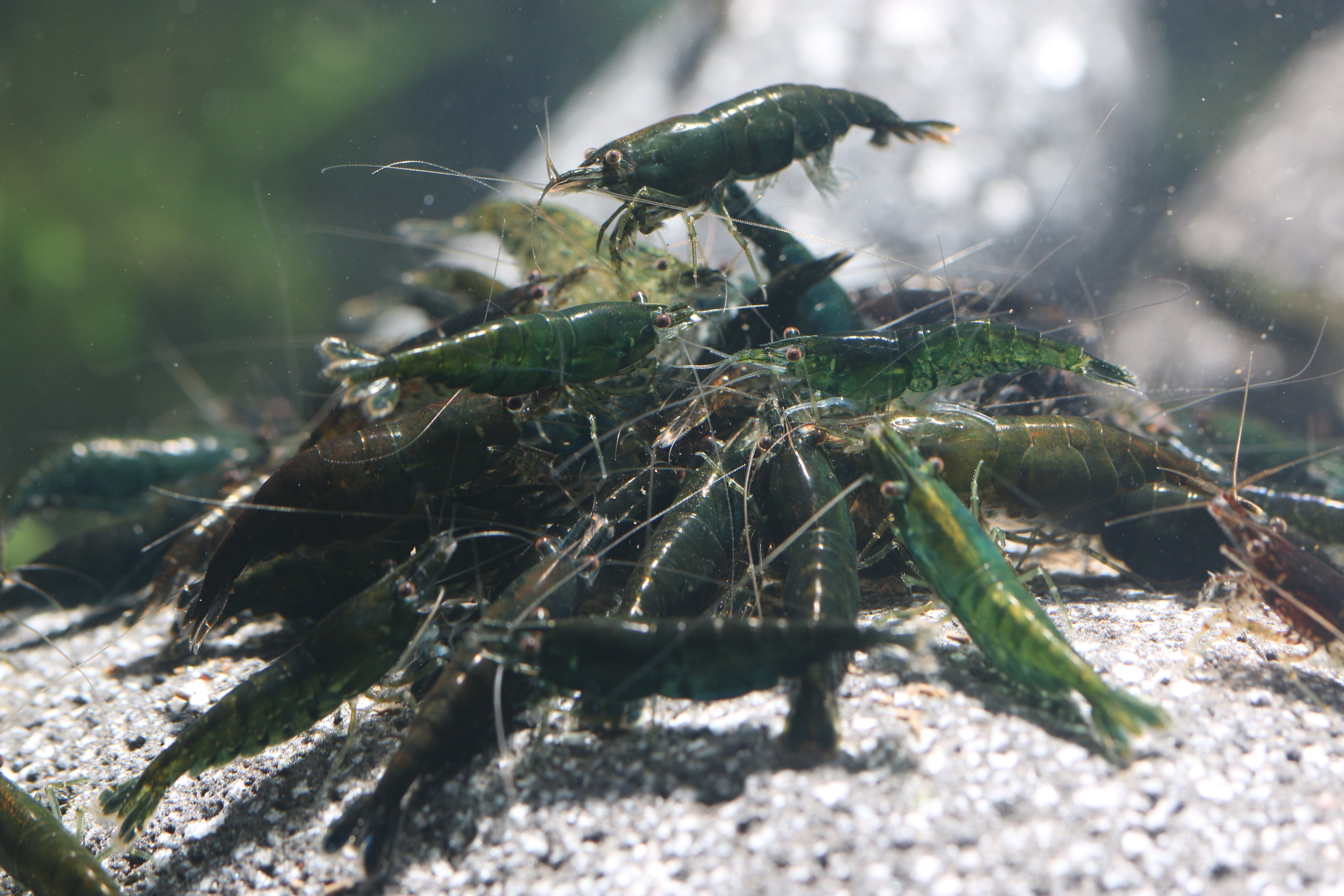 10 High grade Green Jade