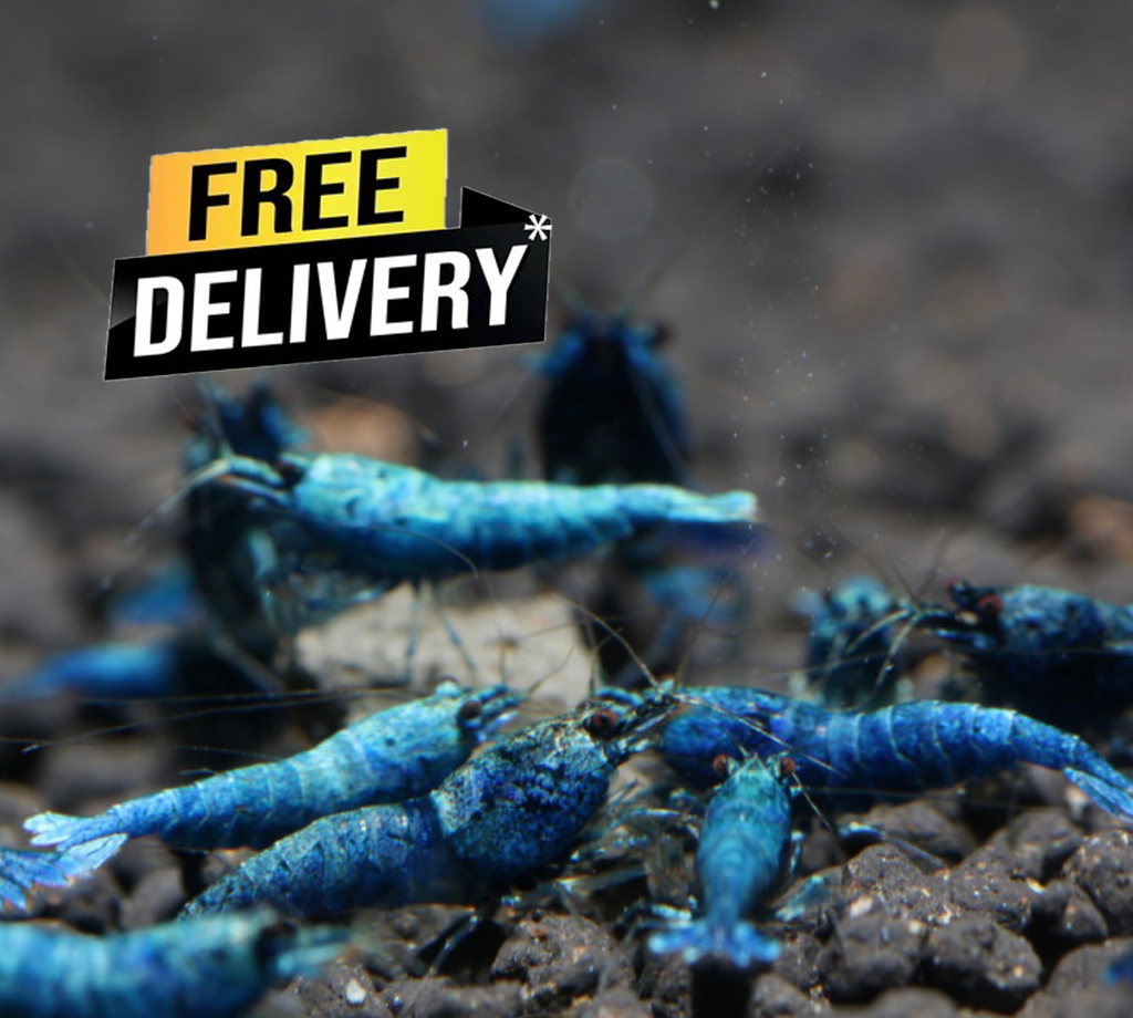 10 Caridina Sp. Extreme Blue Bolt