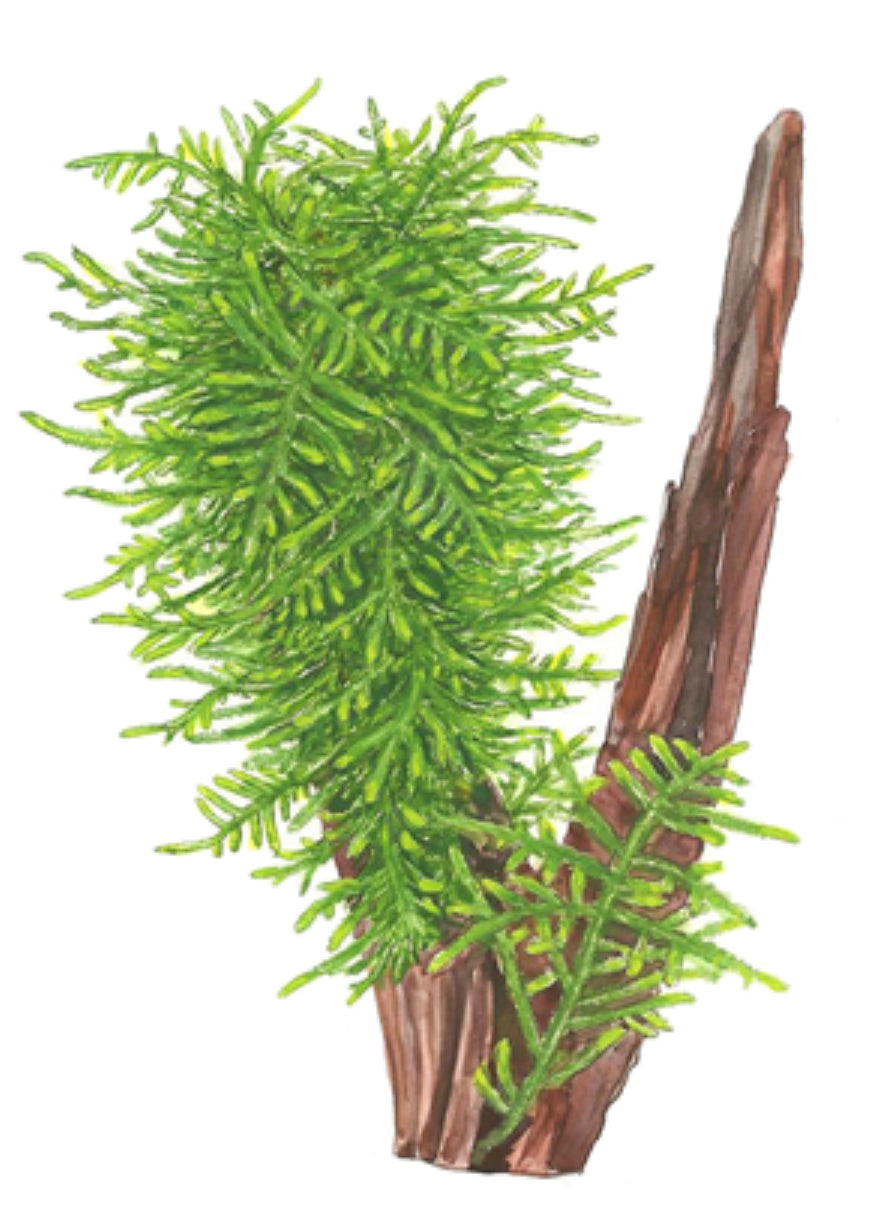 Taxiphyllum “Spikey Moss” 1-2-Grow