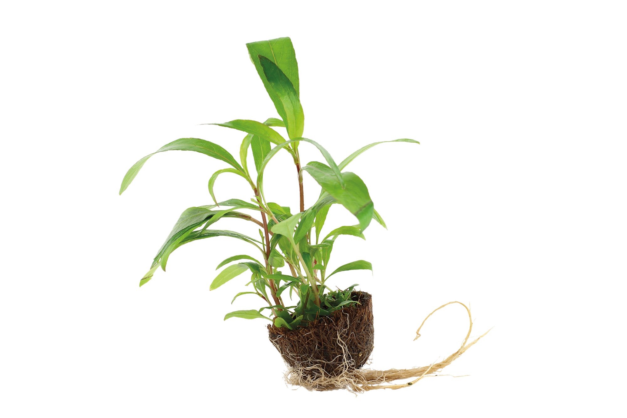 Hygrophila Siamensis 53b (mini)