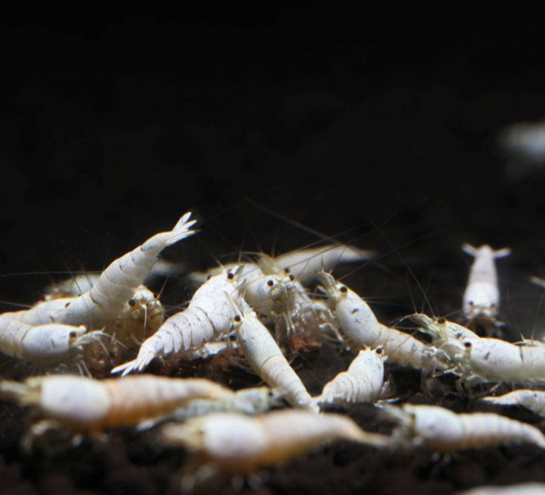 10 Caridina Sp. Pure White Line